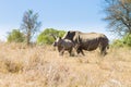 White rhinoceros with puppy, South Africa Royalty Free Stock Photo